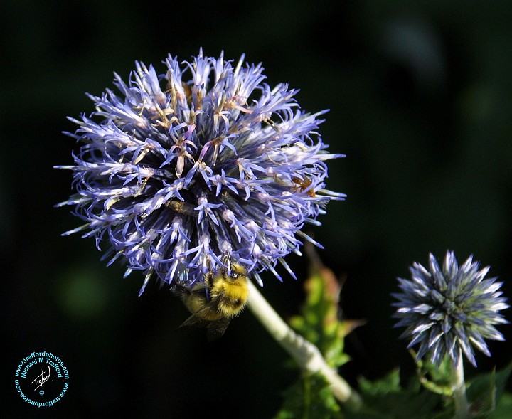 Bee on a flower 9A50D-04.JPG
